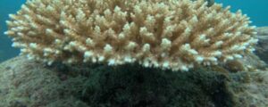 Andaman Tour Activities